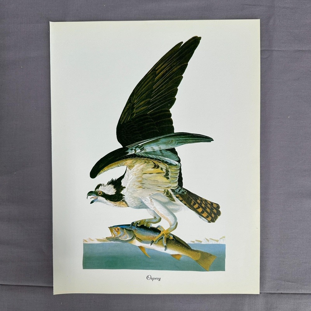 1950 Vintage Print Osprey American Bird Wall Art Illustration Audubon 8x11